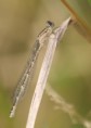 /album/my-local-birding-gallery/migrant-hawker-male-jpg/